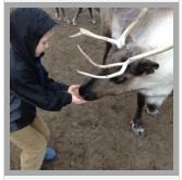 reindeer feeding